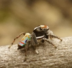 Maratus amabilis