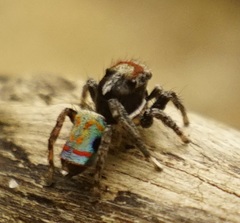Maratus amabilis