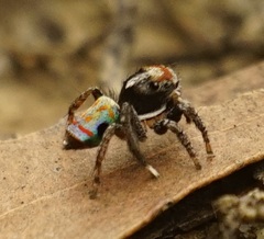 Maratus amabilis