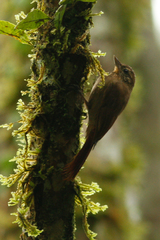 Glyphorynchus spirurus