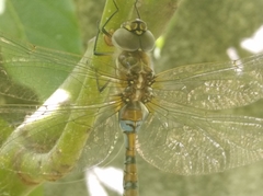 Rhionaeschna diffinis