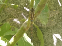 Rhionaeschna diffinis