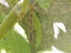 Rhionaeschna diffinis