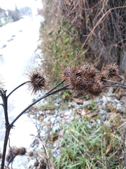 Arctium × nothum
