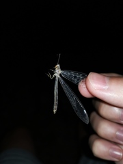Distoleon tetragrammicus