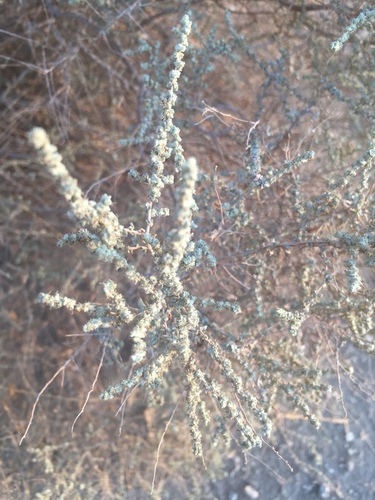 cattle saltbush (Atriplex polycarpa)