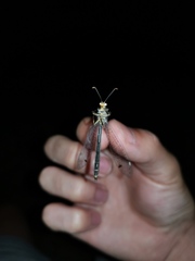 Distoleon tetragrammicus