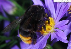 Bombus ignitus