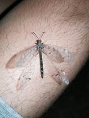 Distoleon tetragrammicus