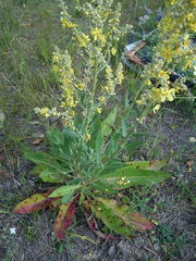 Verbascum lychnitis