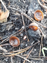 Plicaria endocarpoides