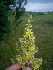 Verbascum lychnitis