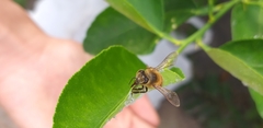 Apis mellifera