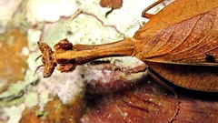 Acanthopidae