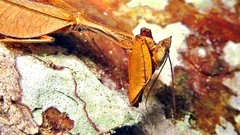 Acanthopidae