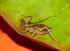 Sympetrum striolatum
