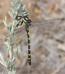 Cordulegaster dorsalis