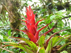 Tillandsia imperialis