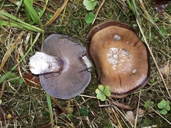 Thaxterogaster purpurascens