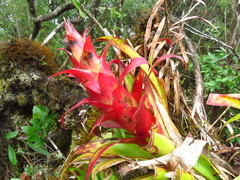 Tillandsia imperialis