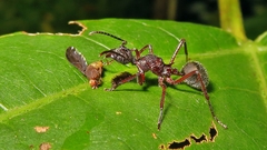 Dolichoderus attelaboides