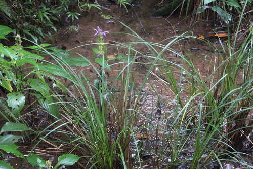 Brillantaisia madagascariensis image