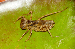 Sympetrum striolatum