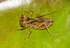 Sympetrum striolatum