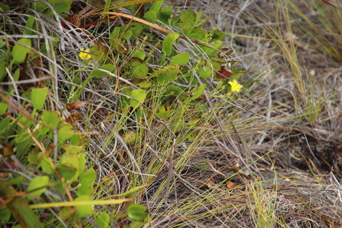 Small Cape bogbean (Villarsia manningiana)