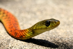 Rhabdophis helleri