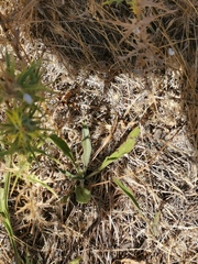 Cryptocheilus annulatus