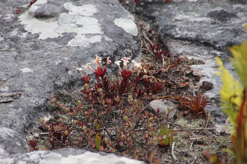 Crassula obtusa