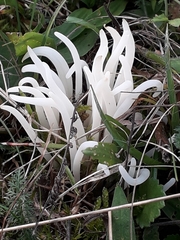 Clavaria fragilis vermicularis