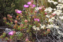 Erepsia forficata