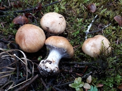 Cortinarius glaucopus
