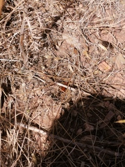 Cryptocheilus annulatus