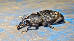 Homalinotus