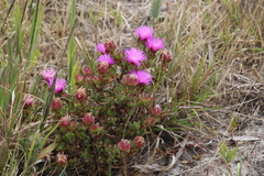 Erepsia forficata