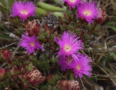 Erepsia forficata
