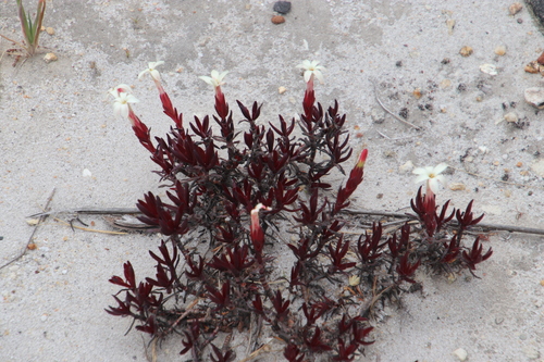 Crassula obtusa