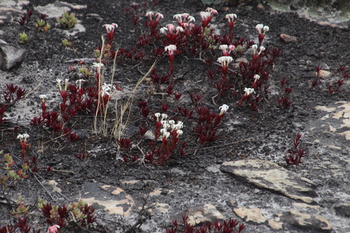 Crassula obtusa