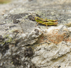 Sigaus australis