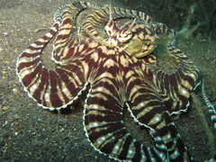 Thaumoctopus mimicus