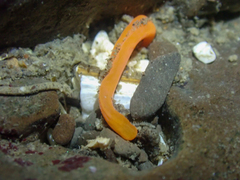 Tubulanus