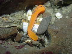 Tubulanus