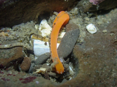 Tubulanus