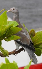 Patagioenas corensis