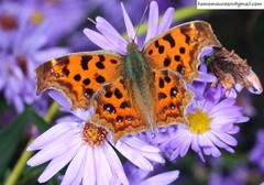 Polygonia c-aureum lunulata