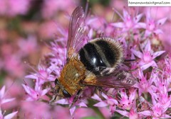 Tachina ursinoidea