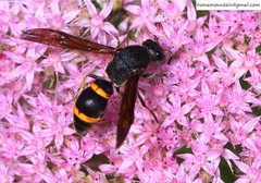 Orancistrocerus drewseni